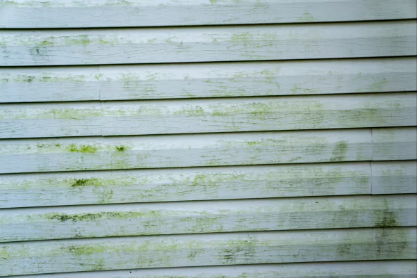 Pest Damage on Sidings